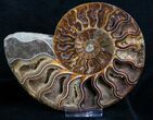 / Inch Split Ammonite Pair #4394-2